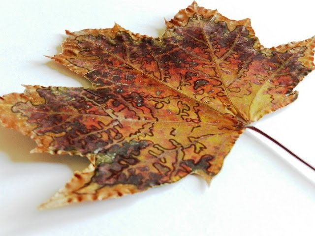 Сушеные крашенные листья своими руками