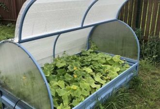 Огуречни на даче из профиля и поликарбоната