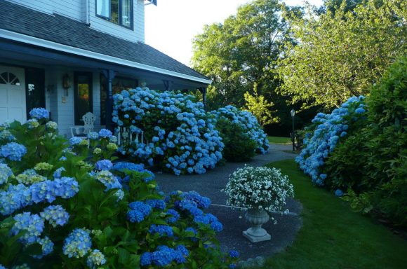 Голубая гортензия у загородного дома