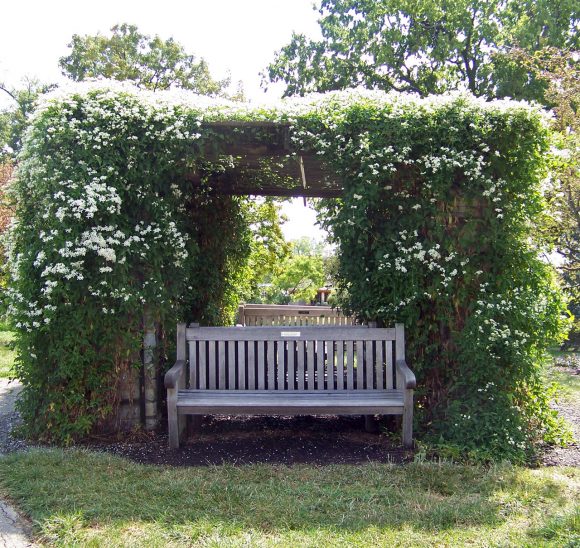 Садовые скамейки под заросшей перголой